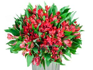 Кинг Кардинал/альстромерия